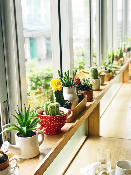 Why Grow Succulents?