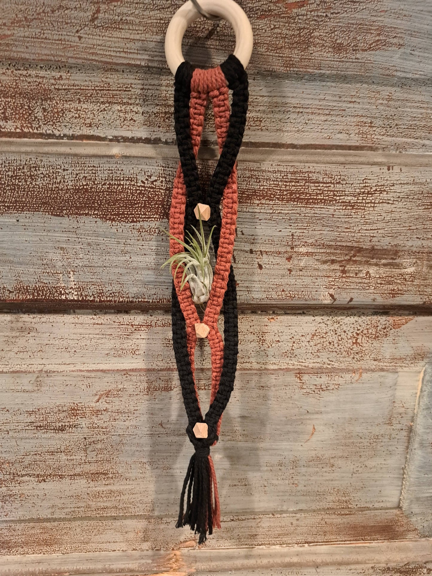 Scalloped Triple Air Plant Holder- Black & accent color: Sage