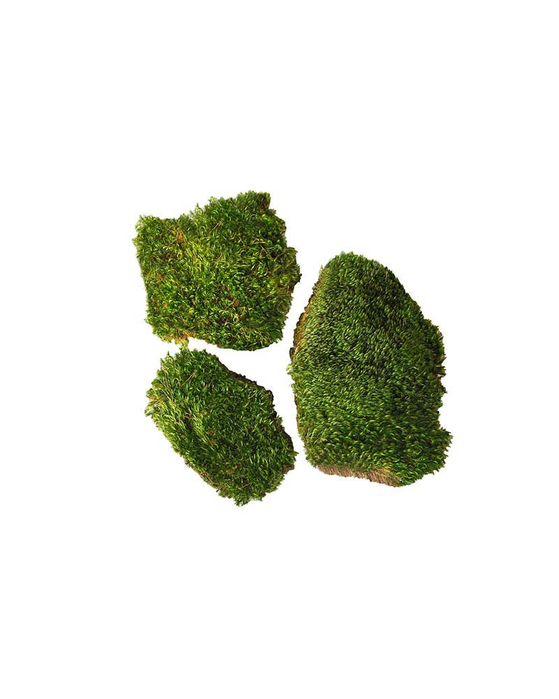 Mood Moss Preserved