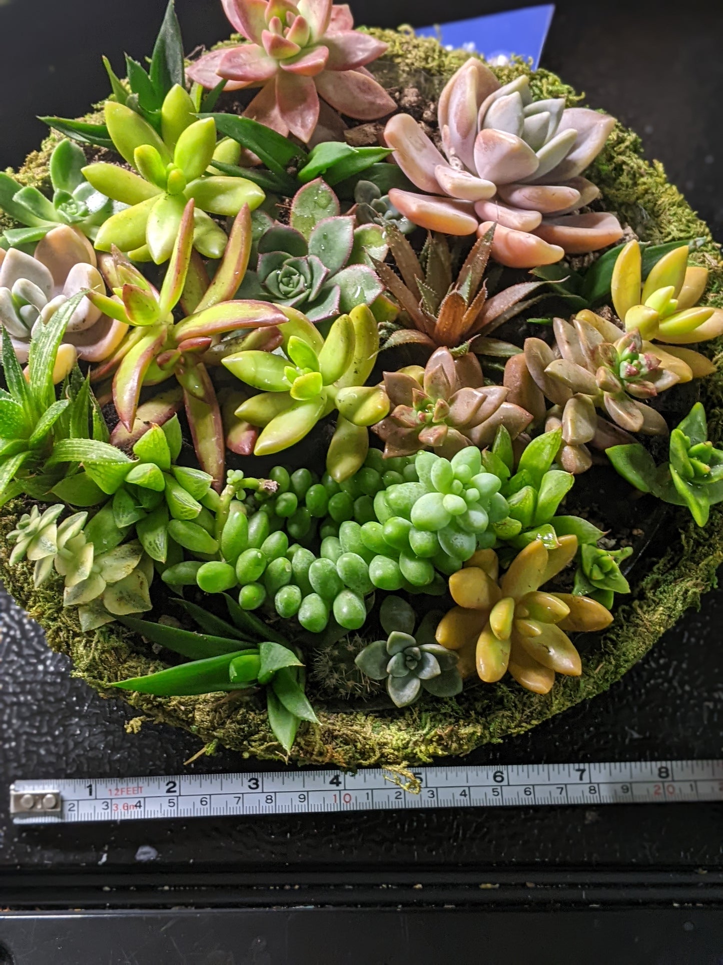 Succulent Baskets & Flower Delivery Order Form Page