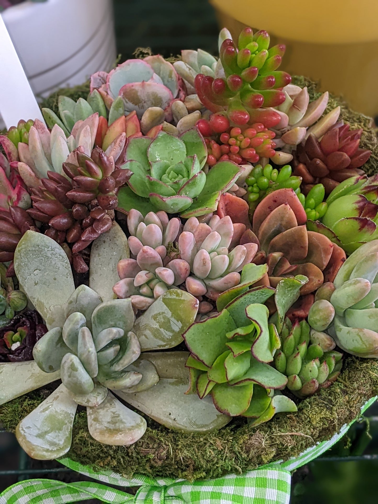 Succulent Baskets & Flower Delivery Order Form Page