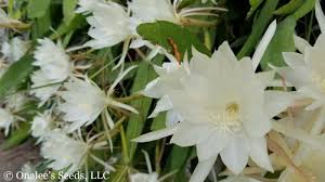 4” White Orchid Cactus