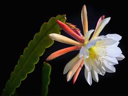 4” White Orchid Cactus