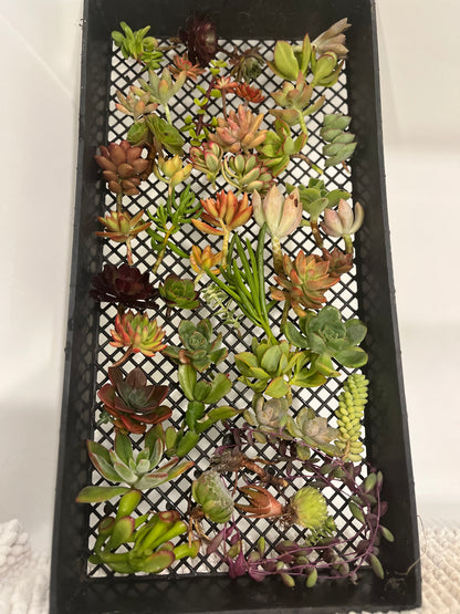 Succulent Cuttings Packages