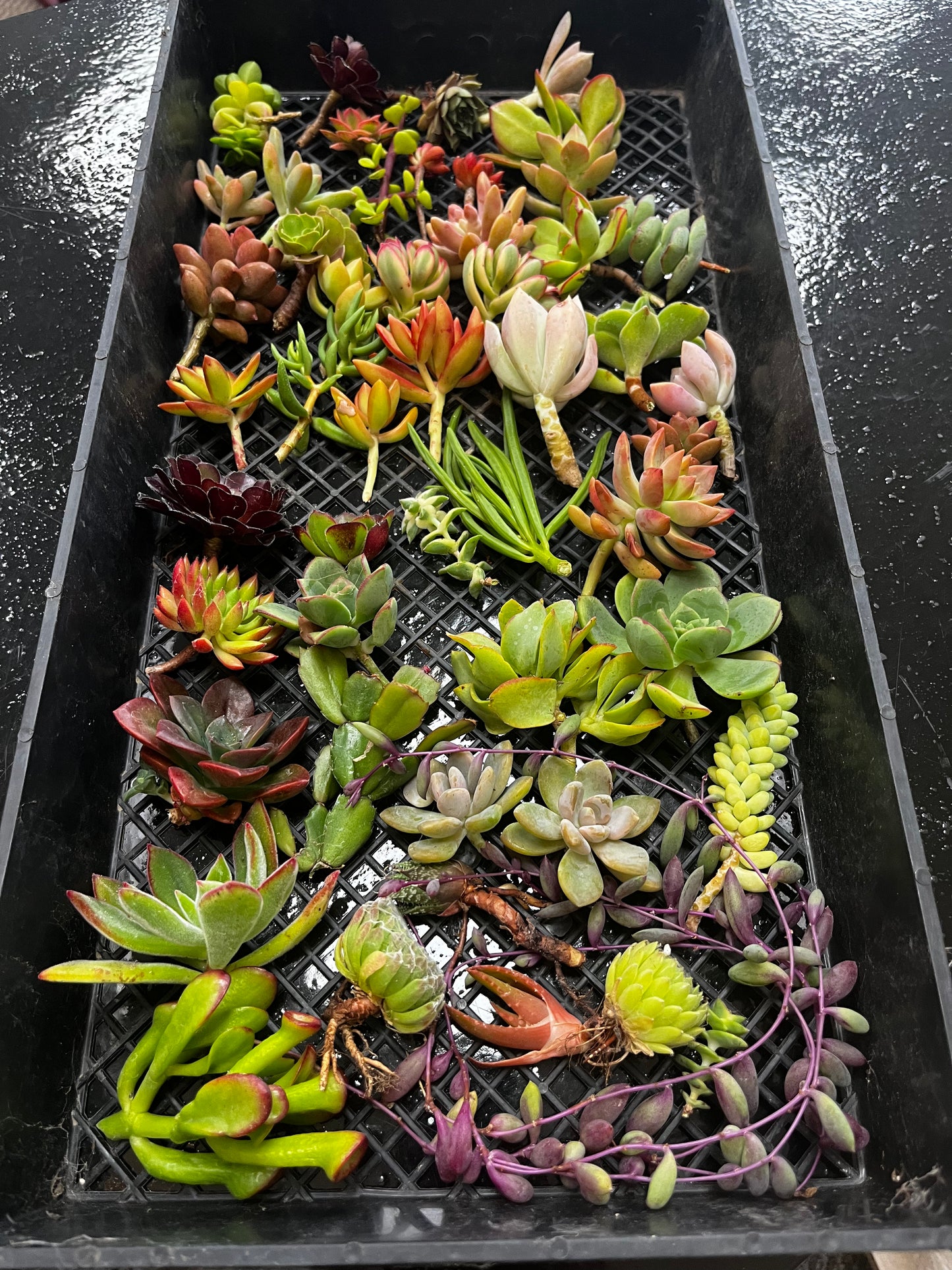 URC Succulent packs