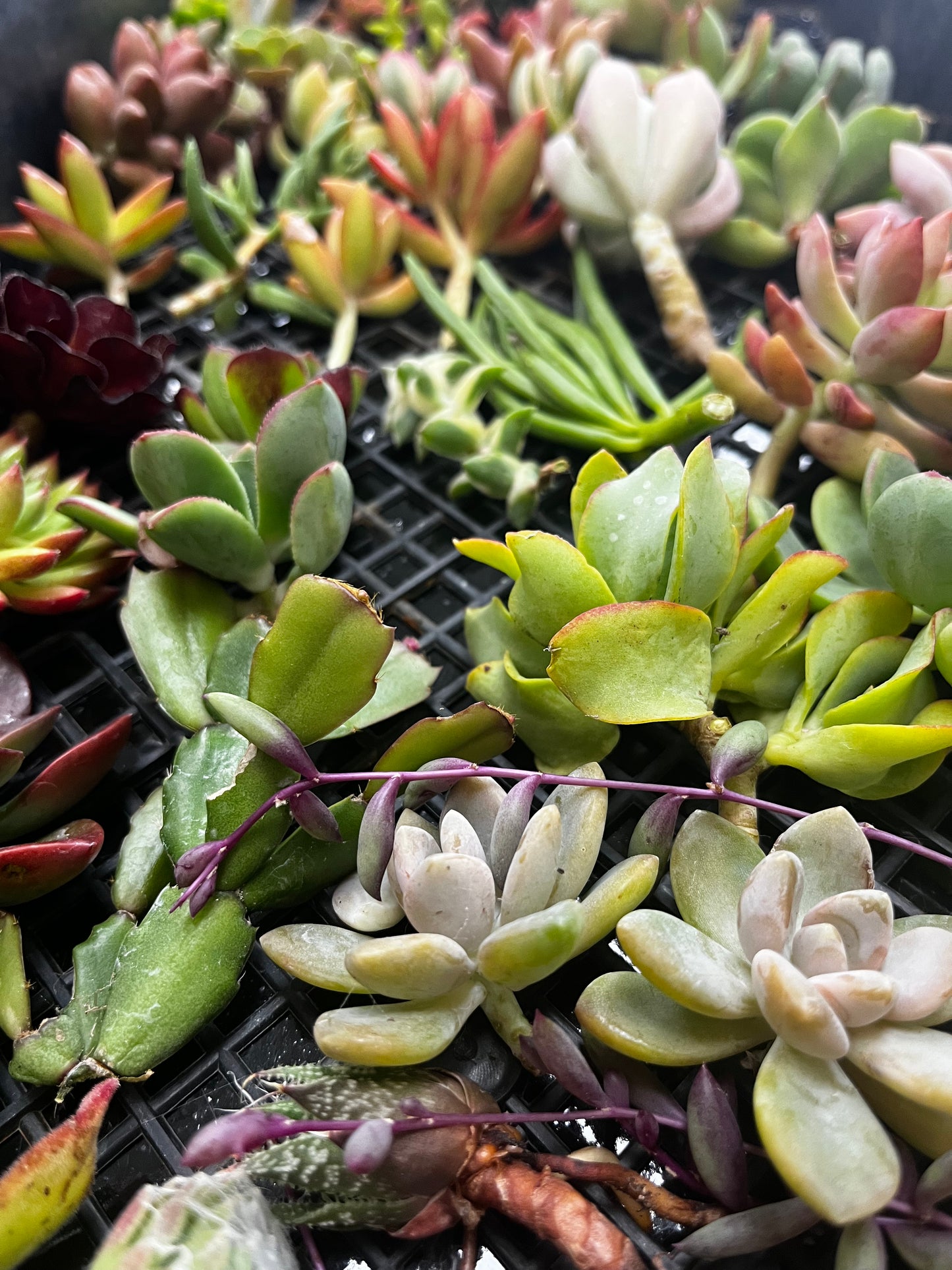 URC Succulent packs