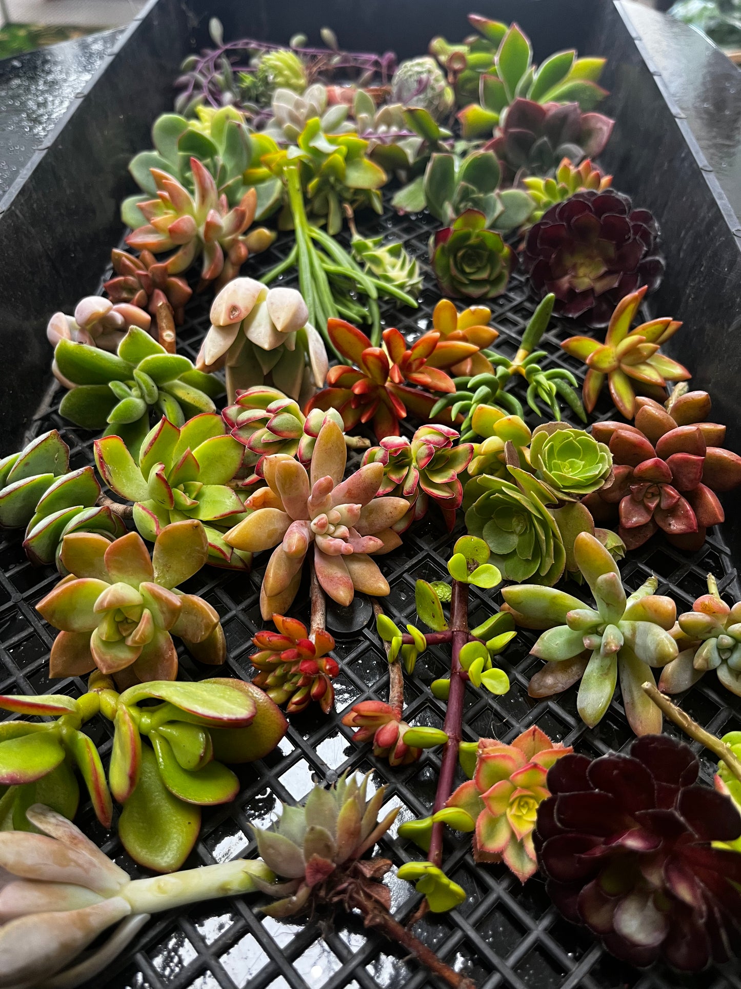 URC Succulent packs