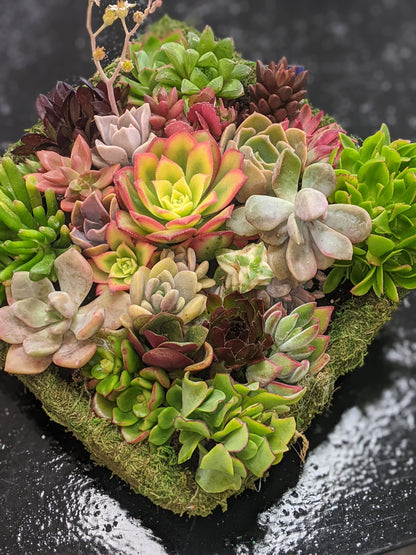 Succulent Baskets / Fresh Flower Delivery to the Greater Eel River Valley Area