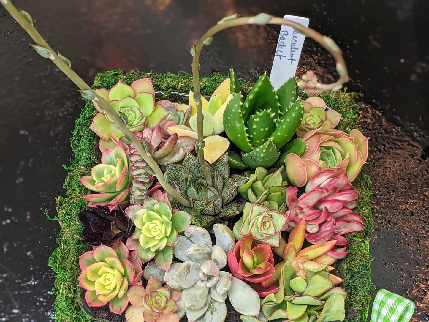 Succulent Baskets / Fresh Flower Delivery to the Greater Eel River Valley Area