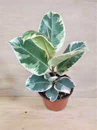 Ficus Tineke Plant