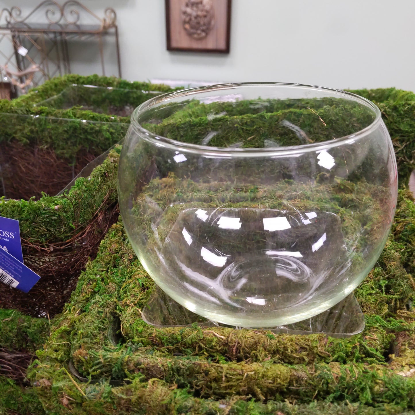 8" Glass Globe Planter