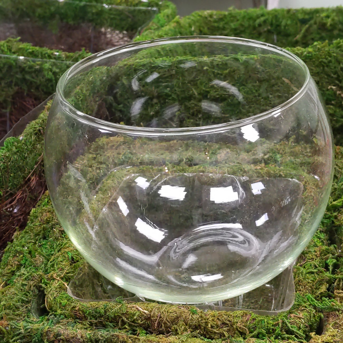 8" Glass Globe Planter