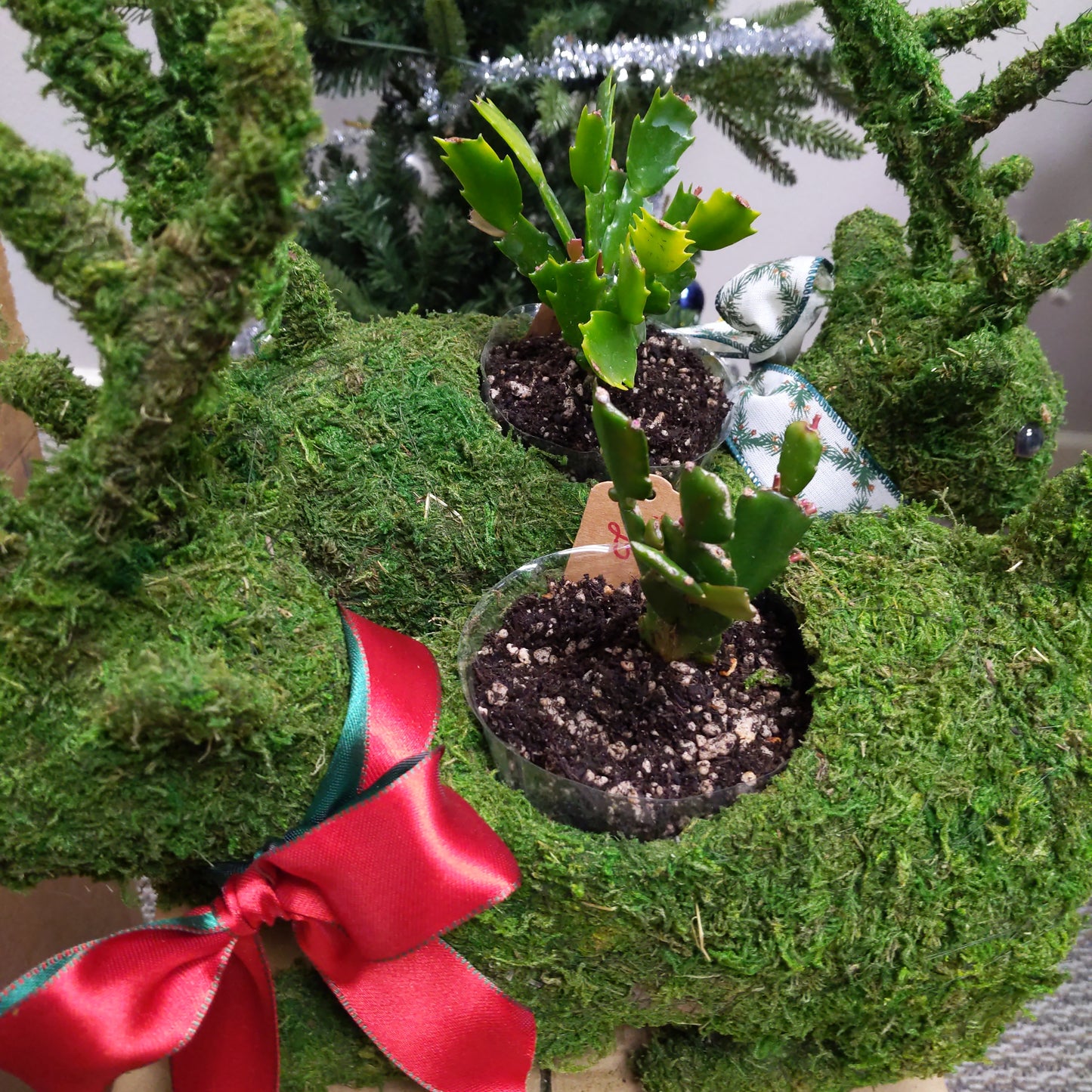 reindeer succulent Deco Reindeer Moss Planter – Golden State Succulents.com