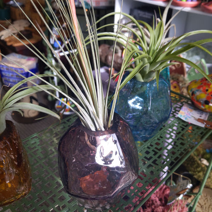 Gem Air Plant Holders