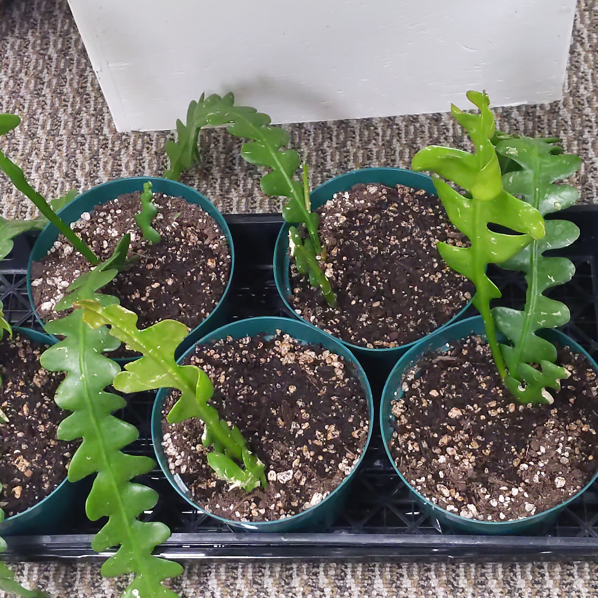 fishbone succulent Fishbone Succulent in 6" pot – Golden State Succulents.com