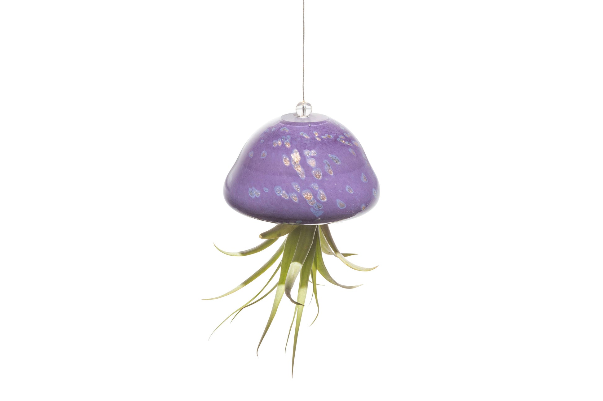 jellyfish air plant holder Purple/Gold Hand Blown Jellyfish Glass Air Plant Holder (no plants) – Golden State Succulents.com