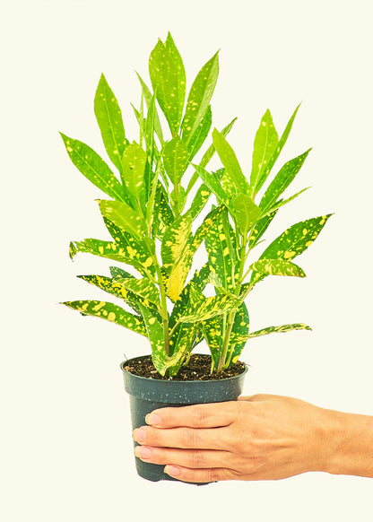Croton 'Gold Dust', Small