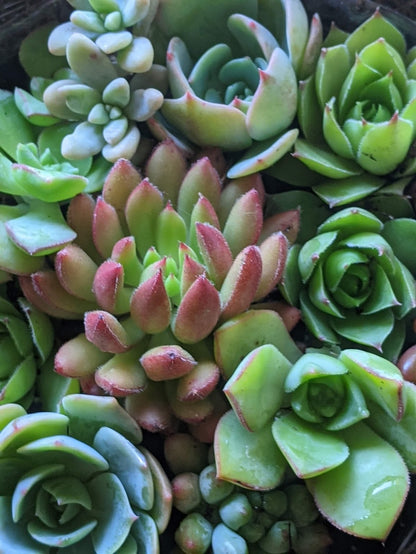 Succulent Baskets & Fresh Flower Delivery to the Greater Eel River Valley Area