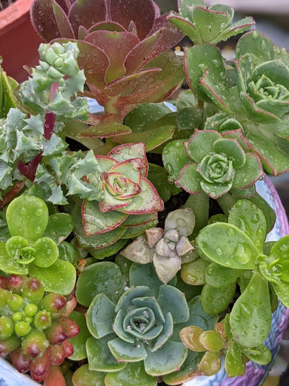 Succulent Baskets & Fresh Flower Delivery to the Greater Eel River Valley Area