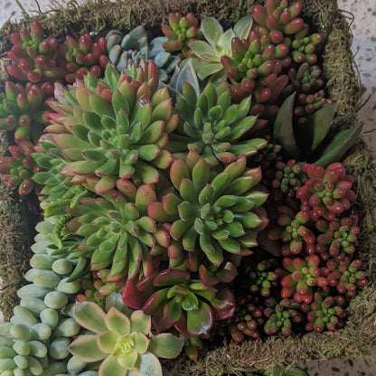 Succulent Baskets & Fresh Flower Delivery to the Greater Eel River Valley Area