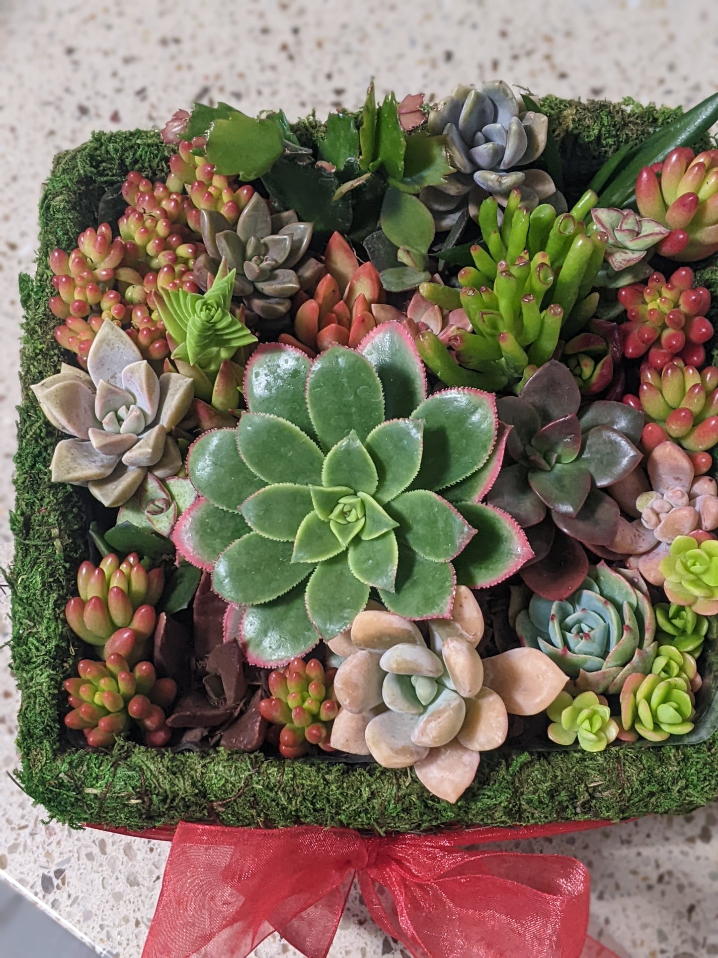 Succulent Baskets & Fresh Flower Delivery to the Greater Eel River Valley Area