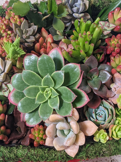 Succulent Baskets & Fresh Flower Delivery to the Greater Eel River Valley Area