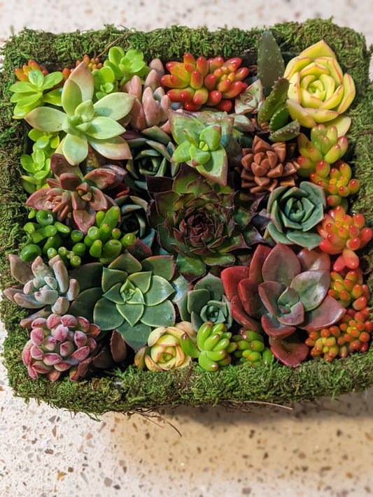 Succulent Baskets / Fresh Flower Delivery to the Greater Eel River Valley Area