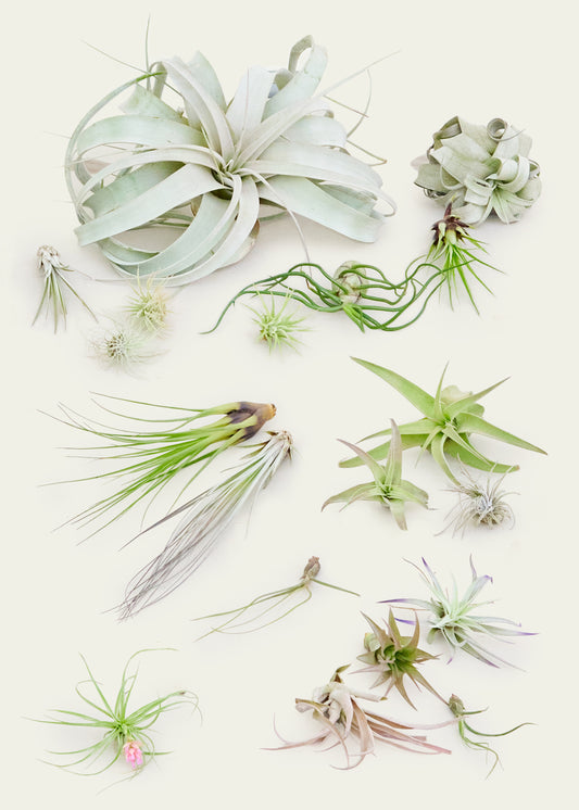 Mystery Air Plant Box 20-Pack