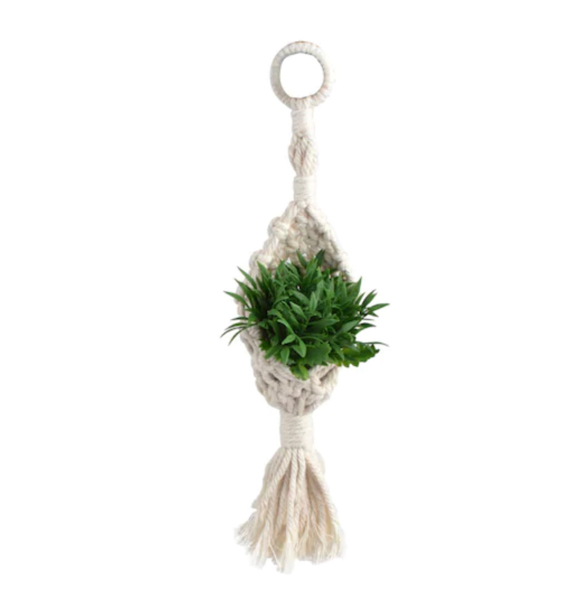 Mini Macrame Air Plant holder w/ plant🌿