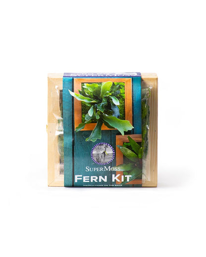 Fern Kit🍃